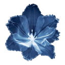 Discovery icon for chιhιro 𓂃𓇼 Discord server
